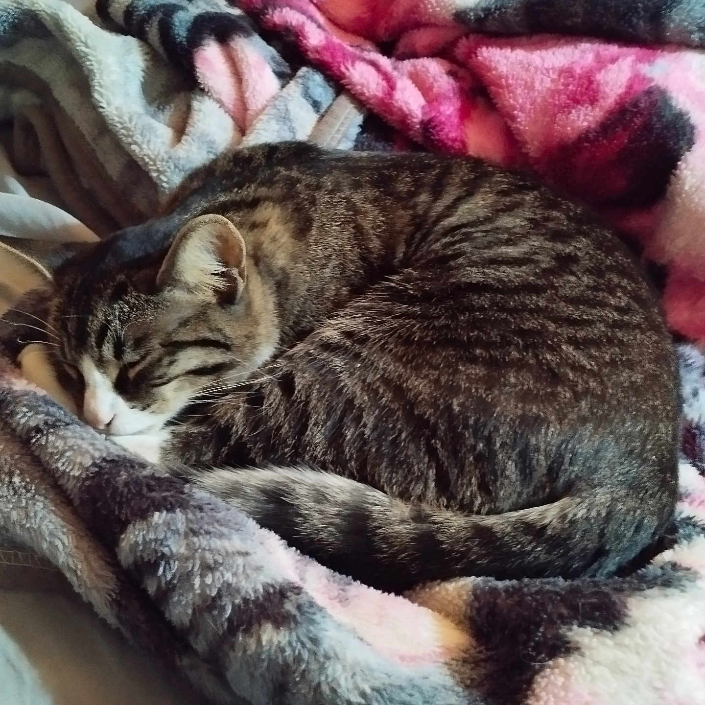 Besboussa a rejoint le concours — aidez-le/la à gagner de superbes lots ! blanket, cat, cozy, curled_up, cute, domestic_animal, feline, fur, indoor, nap, pet, relaxation, resting, sleeping, soft_texture, striped, tabby, tail, warm, whiskers