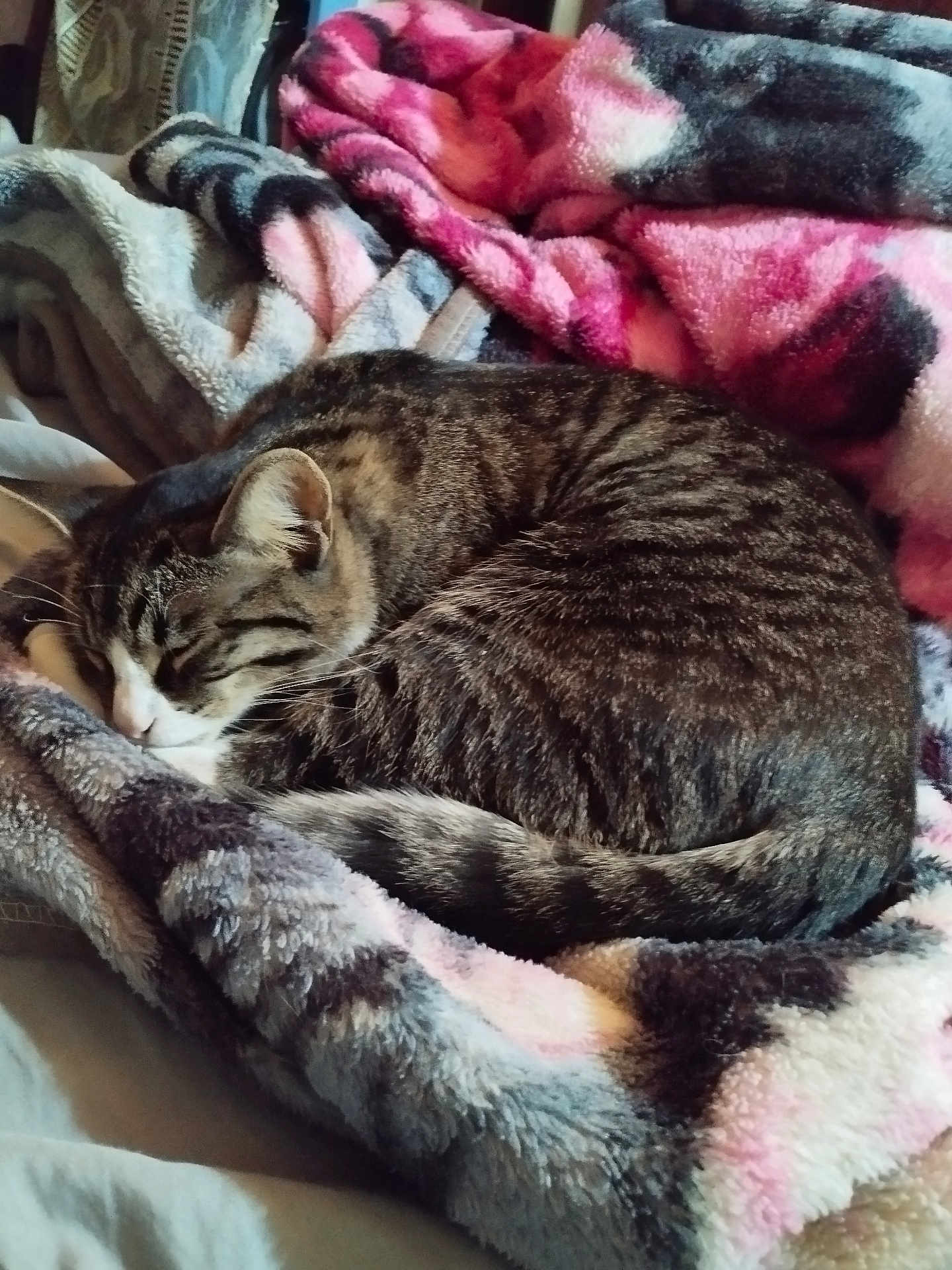 Besboussa a rejoint le concours — aidez-le/la à gagner de superbes lots ! cat, tabby, sleeping, blanket, cozy, fur, pet, domestic_animal, resting, curled_up, indoor, soft_texture, striped, tail, whiskers, cute, relaxation, warm, feline, nap