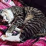animal, blanket, cat, comfortable, cozy, cute, domestic_animal, feline, fur, indoors, paw, pet, pink, relaxed, resting, sleeping, soft, striped, tabby_cat, whiskers