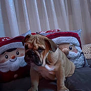 Belinha participe au concours pour gagner de l'argent avec cette photo : animal, bulldog, couch, cozy, curtains, cute, decor, dog, ears, face, front_paws, fur, holiday, indoor, pet, pillows, puppy, santa_claus, sitting, wrinkles