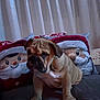 animal, bulldog, couch, cozy, curtains, cute, decor, dog, ears, face, front_paws, fur, holiday, indoor, pet, pillows, puppy, santa_claus, sitting, wrinkles