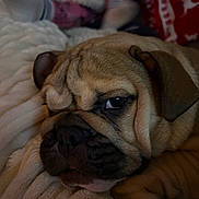 Belinha participe au concours pour gagner de l'argent avec cette photo : animal, blanket, brown_fur, close_up, companion, cozy, cute, dog, ears, face, indoor, pet, portrait, pug, relaxation, resting, sleepy, snout, soft_lighting, wrinkles