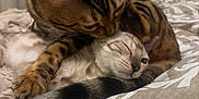 Zéphyr a rejoint le concours — aidez-le/la à gagner de superbes lots ! cat, cats, feline, bed, cuddle, affection, lick, fur, pet, animal, striped, cozy, sleepy, whiskers, ears, tail, domestic, resting, cute, companion