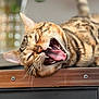 Zéphyr participe au concours pour gagner de l'argent avec cette photo : cat, bengal_cat, yawning, mouth_open, teeth, tongue, whiskers, fur_pattern, indoor, wooden_surface, close_up, pet, animal, relaxed, lying_down, blurred_background, plant, home, domestic_cat, feline