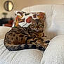 Zéphyr a rejoint le concours — aidez-le/la à gagner de superbes lots ! bengal_cat, cat, furniture, armchair, cushion, indoor, pet, animal, fur_pattern, striped, spotted, relaxed, green_eyes, cozy, home, decor, texture, closeup, resting, curious