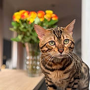 Zéphyr a rejoint le concours — aidez-le/la à gagner de superbes lots ! bengal_cat, cat, pet, animal, feline, green_eyes, striped_fur, indoor, wooden_surface, flowers, vase, blurred_background, closeup, whiskers, ears, curious, standing, domestic_cat, houseplant, colorful
