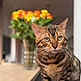 bengal_cat, cat, pet, animal, feline, green_eyes, striped_fur, indoor, wooden_surface, flowers, vase, blurred_background, closeup, whiskers, ears, curious, standing, domestic_cat, houseplant, colorful