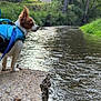 dog, small_dog, blue_costume, shark_fin, leash, creek, water, rocks, greenery, grass, trees, outdoor, nature, pet, canine, costume, side_view, animal, daylight, adventure