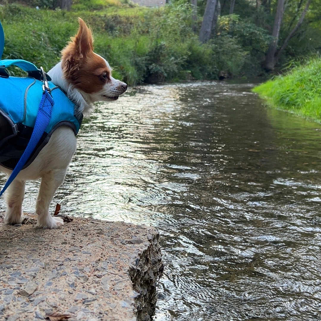 Bundie is registered to the contest to win money with this photo: adventure, animal, blue_costume, canine, costume, creek, daylight, dog, grass, greenery, leash, nature, outdoor, pet, rocks, shark_fin, side_view, small_dog, trees, water