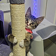 Brookie is registered to the contest to win money with this photo: kitten, cat, scratching_post, climbing, curious, indoor, pet, feline, collar, toy, playful, paw, furniture, litter_box, carpet, household, cute, young, whiskers, ears
