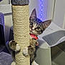 kitten, cat, scratching_post, climbing, curious, indoor, pet, feline, collar, toy, playful, paw, furniture, litter_box, carpet, household, cute, young, whiskers, ears