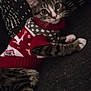 cat, kitten, tabby, sweater, red, white, patterned, couch, indoor, pet, cute, feline, cozy, relaxed, whiskers, paws, fur, domestic_animal, curious, resting