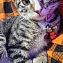 kitten, cat, tabby, close_up, pet, collar, tag, whiskers, fur, animal, cute, indoor, blanket, orange, black, striped, face, paw, relaxing, young