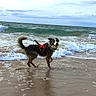 dog, beach, ocean, waves, sand, water, cloudy_sky, red_harness, happy, playful, seafoam, outdoor, canine, shoreline, animal, pet, nature, coast, wet_sand, daytime