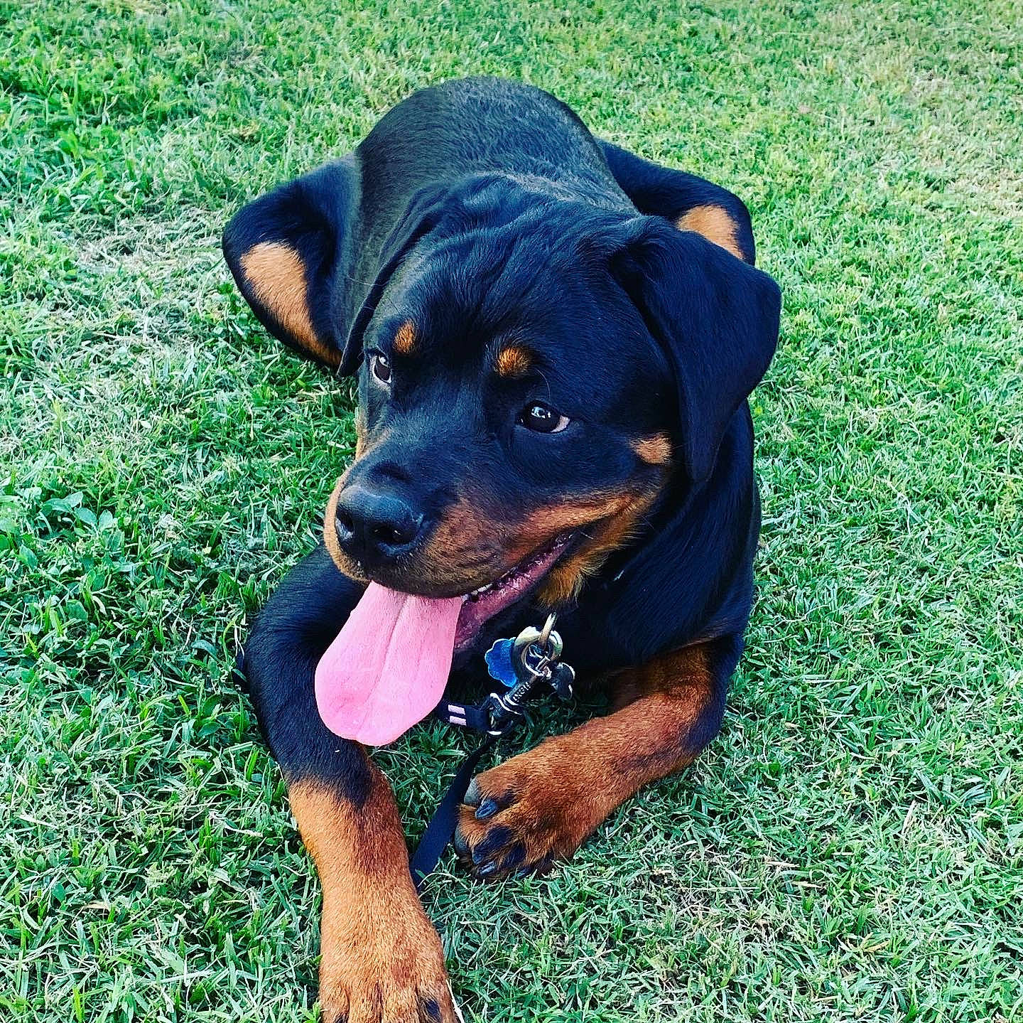 Luna joined the competition — help win amazing prizes! ball, canidae, carlin_pinscher, carnivore, companion_dog, dog, dog_breed, electric_blue, grass, groundcover, guard_dog, hunting_dog, pinscher, puppy, rottweiler, sporting_group, toy_dog, working_animal, working_dog