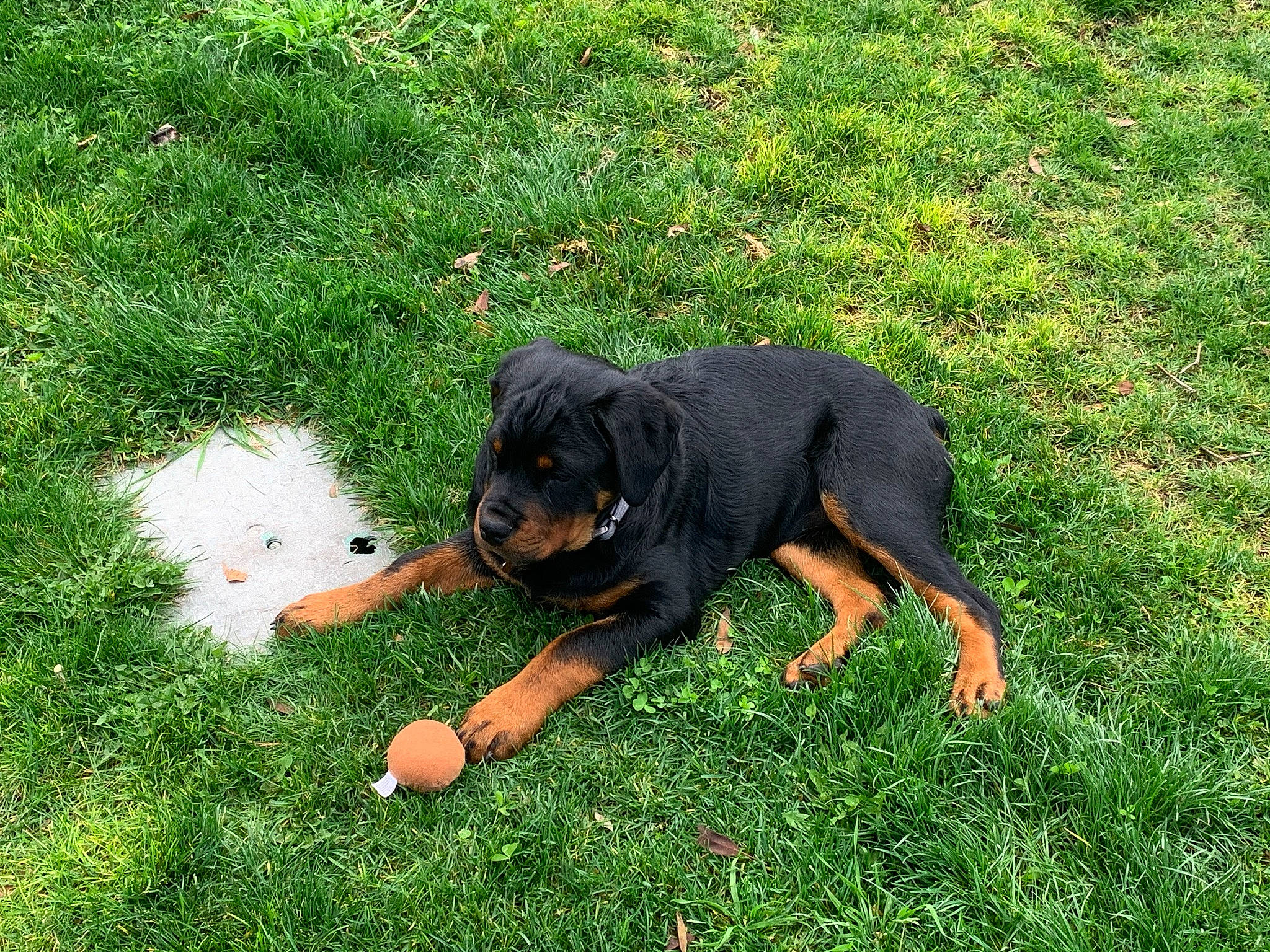 Luna joined the competition — help win amazing prizes! artificial_turf, austrian_black_and_tan_hound, canidae, carnivore, companion_dog, dog, dog_breed, grass, groundcover, guard_dog, hound, hunting_dog, pinscher, plant, puppy, snout, sporting_group, tail, terrestrial_animal, working_dog