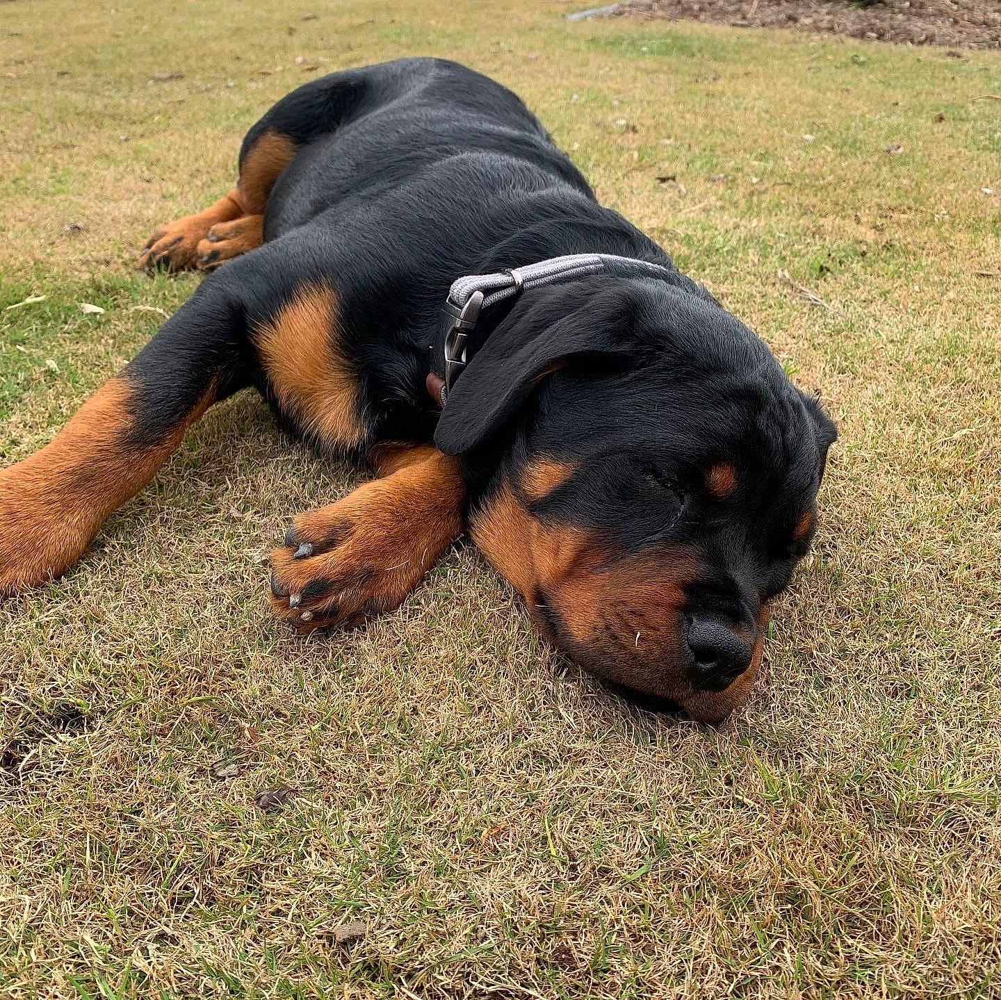 Luna joined the competition — help win amazing prizes! canidae, carnivore, companion_dog, dog, dog_breed, grass, guard_dog, hunting_dog, lithuanian_hound, plant, rottweiler, snout, sporting_group, terrestrial_animal, working_dog