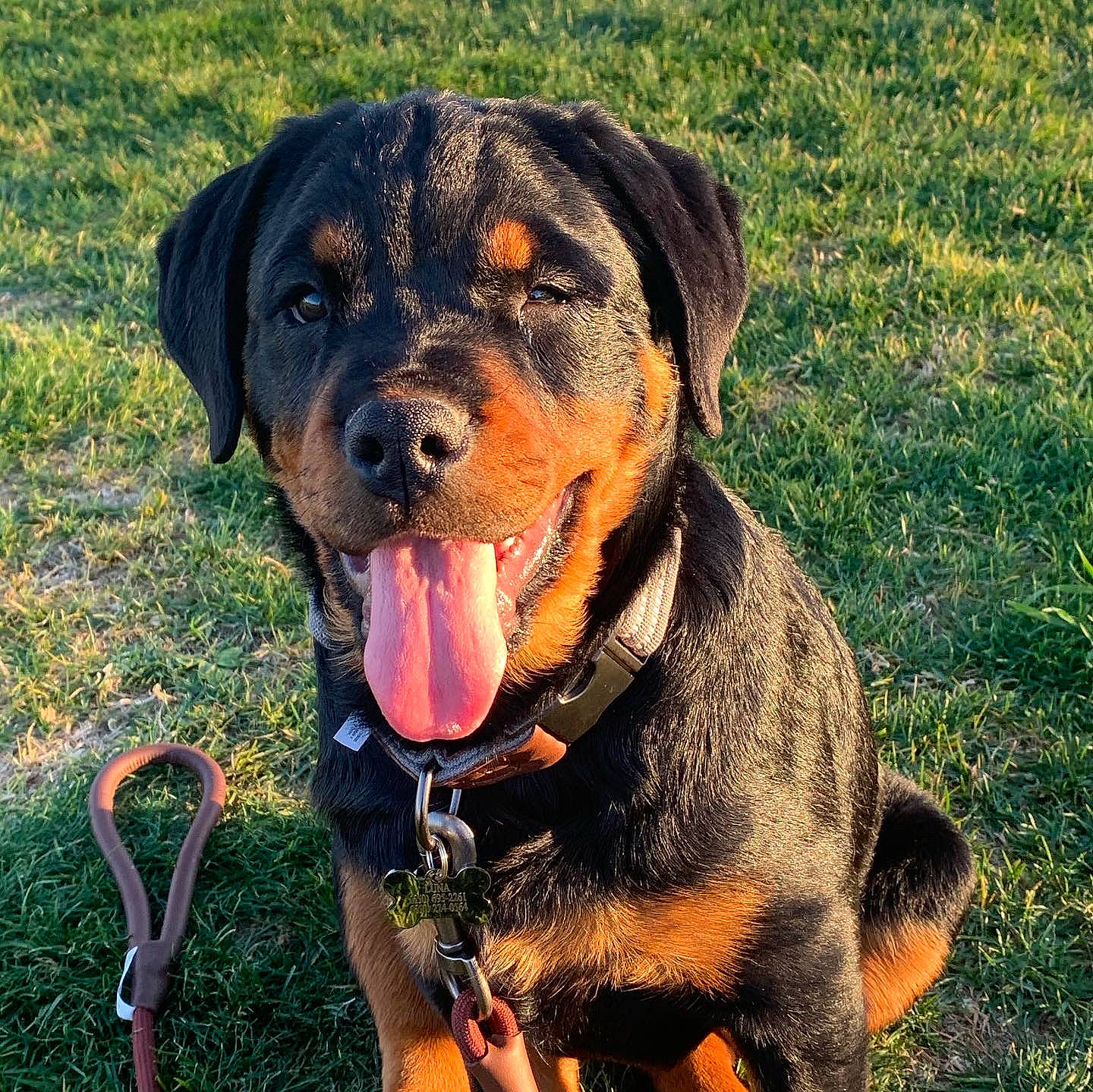 Luna joined the competition — help win amazing prizes! canidae, carnivore, collar, companion_dog, dog, dog_breed, dog_collar, fashion_accessory, grass, guard_dog, happy, hunting_dog, leash, personal_protective_equipment, plant, rottweiler, snout, sporting_group, working_animal, working_dog