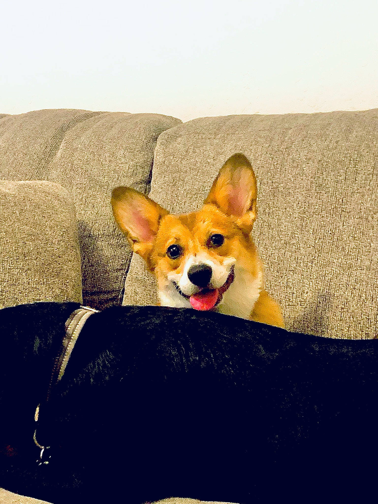 Codi joined the competition — help win amazing prizes! ancient_dog_breeds, canidae, carnivore, comfort, companion_dog, couch, dog, dog_breed, dog_supply, fawn, herding_dog, non_sporting_group, paw, sitting, snout, sporting_group, tail, terrestrial_animal, whiskers, working_animal