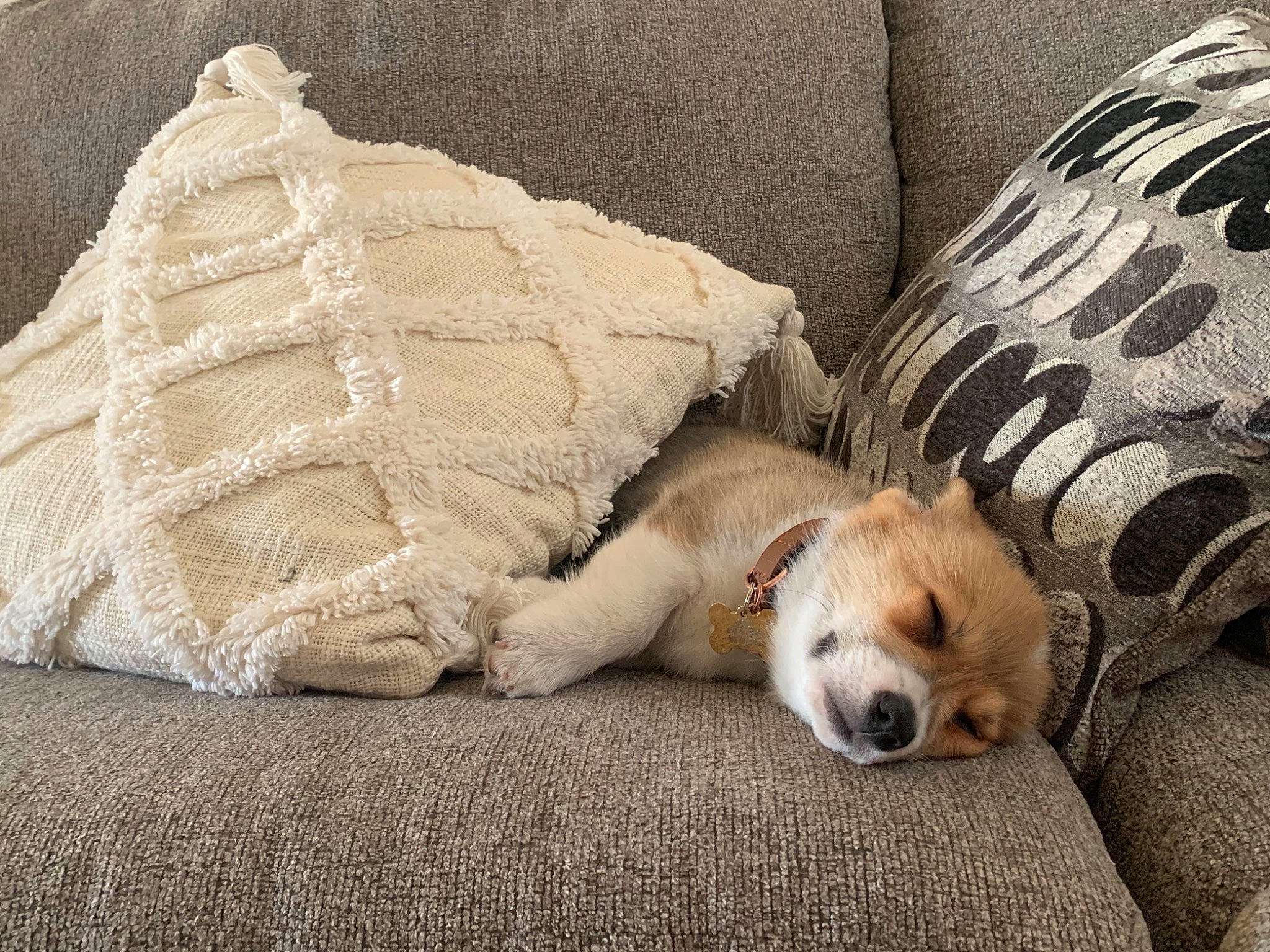 Codi is registered to the contest to win money with this photo: bedding, canidae, carnivore, comfort, companion_dog, couch, dog, dog_breed, fawn, felidae, flooring, fur, linens, paw, snout, sporting_group, tail, terrestrial_animal, throw_pillow, whiskers