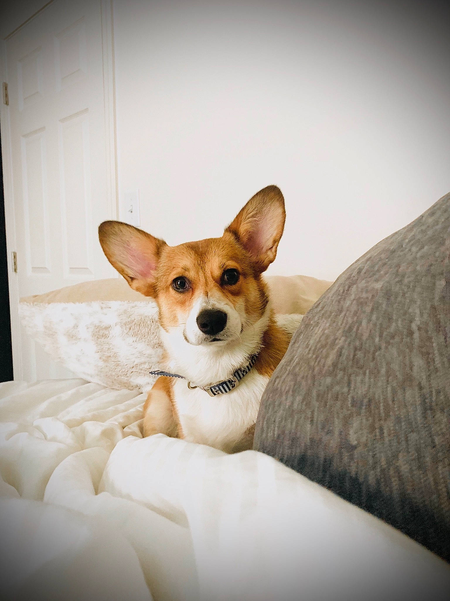 Codi is registered to the contest to win money with this photo: bed, canidae, carnivore, comfort, companion_dog, couch, dog, dog_breed, dog_supply, fawn, fur, linens, paw, snout, sporting_group, terrier, toy_dog, whiskers, wood, working_animal