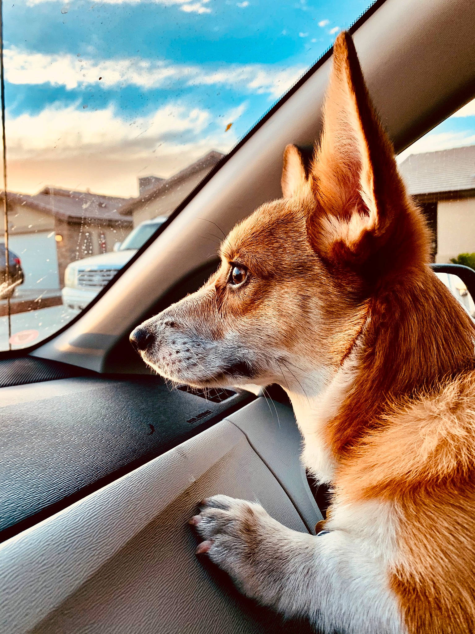 Codi is registered to the contest to win money with this photo: automotive_mirror, car, carnivore, cloud, collar, companion_dog, dog, dog_breed, fawn, hood, motor_vehicle, rear_view_mirror, sky, snout, tints_and_shades, vehicle, vehicle_door, whiskers, window, windscreen_wiper