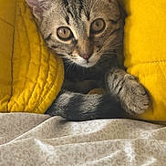 Paco participe au concours pour gagner de l'argent avec cette photo : cat, kitten, tabby, yellow_blanket, bedspread, cozy, indoor, pet, animal, fur, whiskers, paw, curious, cute, resting, soft_texture, closeup, young_cat, eyes, comfort