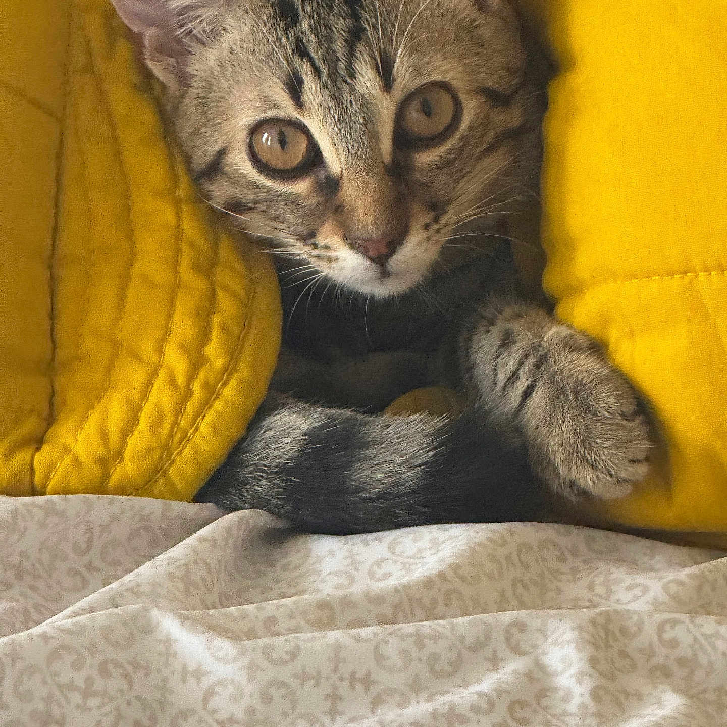 Paco participe au concours pour gagner de l'argent avec cette photo : animal, bedspread, cat, closeup, comfort, cozy, curious, cute, eyes, fur, indoor, kitten, paw, pet, resting, soft_texture, tabby, whiskers, yellow_blanket, young_cat