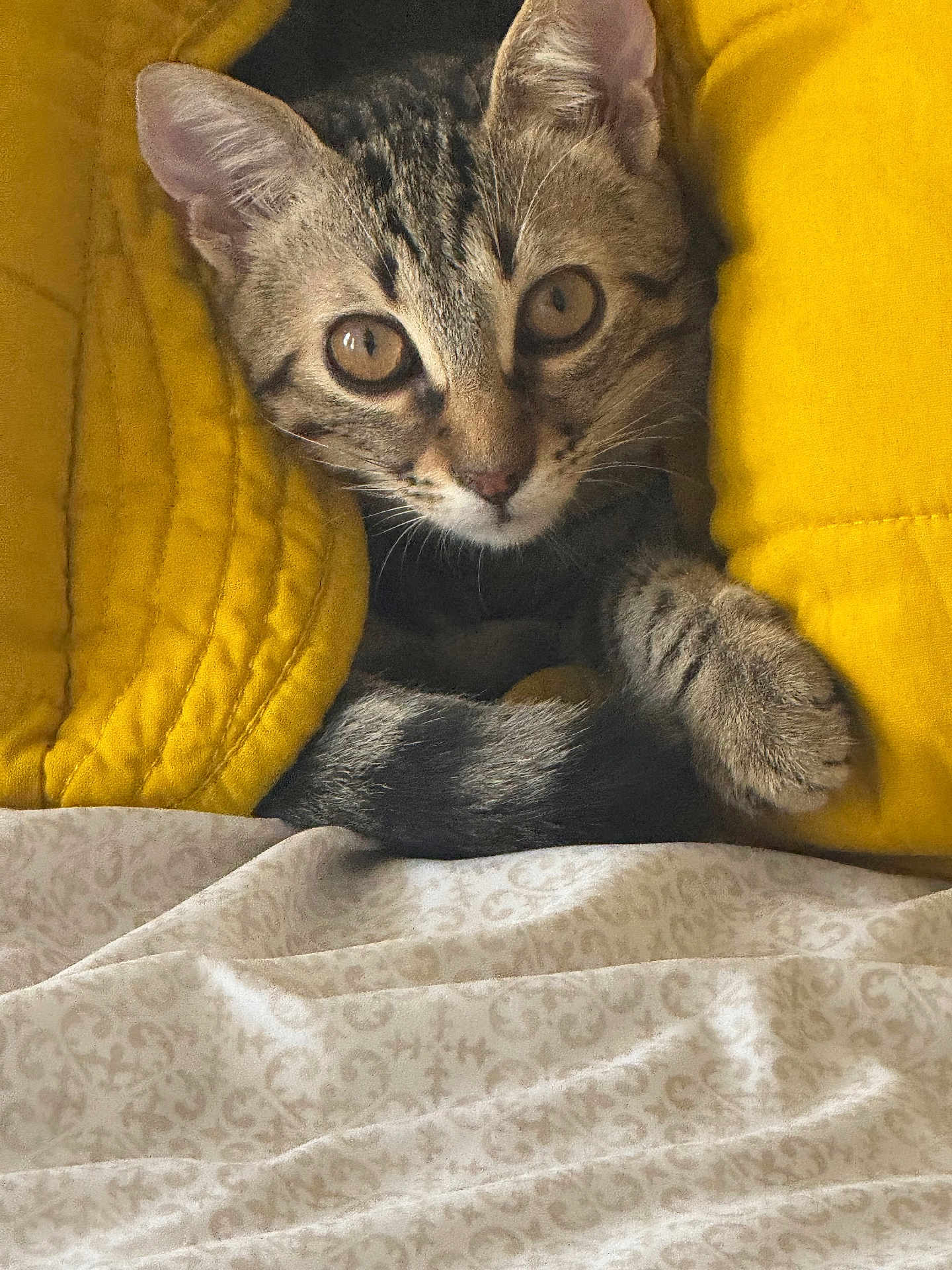 Paco participe au concours pour gagner de l'argent avec cette photo : cat, kitten, tabby, yellow_blanket, bedspread, cozy, indoor, pet, animal, fur, whiskers, paw, curious, cute, resting, soft_texture, closeup, young_cat, eyes, comfort