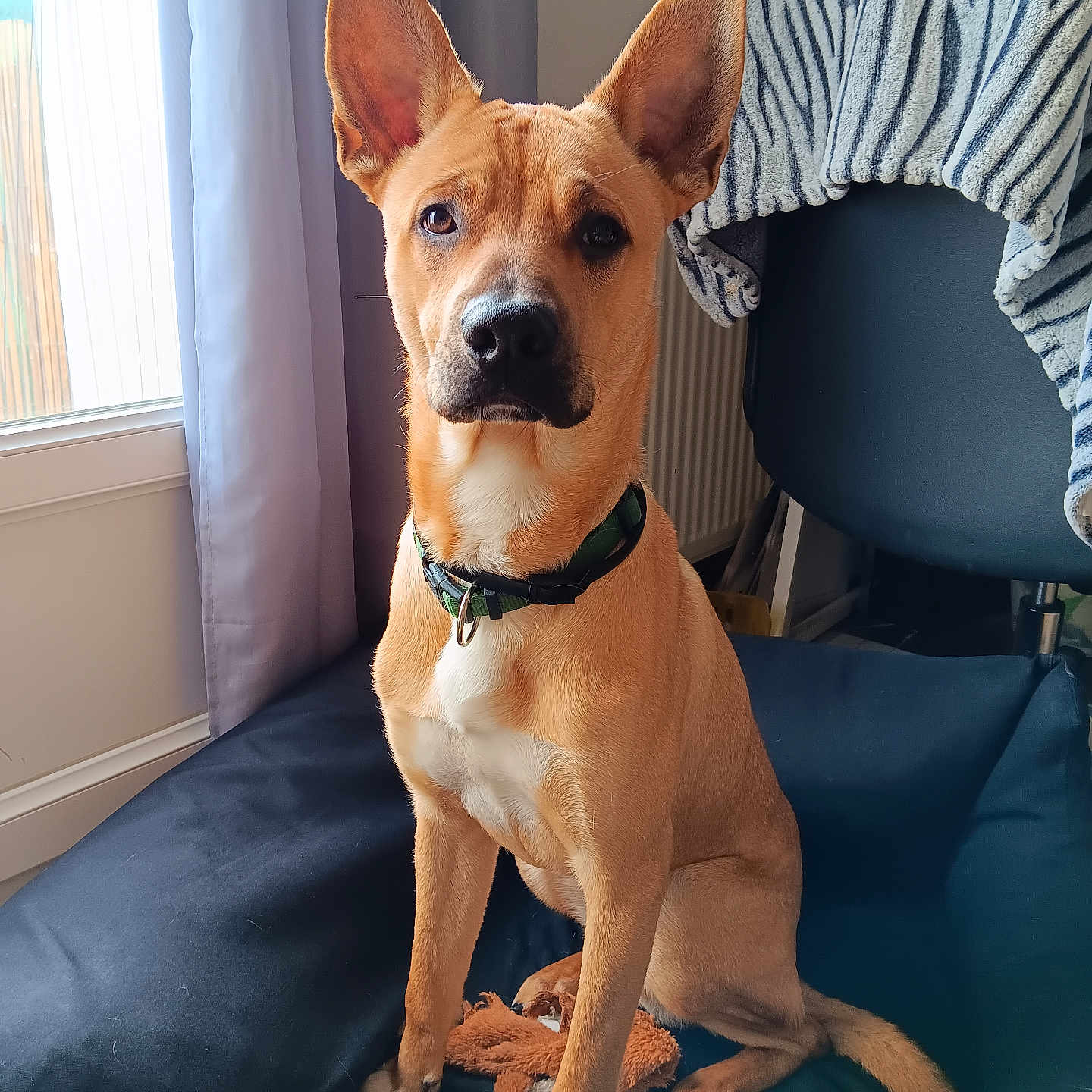 Oasis a rejoint le concours — aidez-le/la à gagner de superbes lots ! accessories, animal, architecture, armchair, building, canine, chair, couch, cushion, dog, furniture, homedecor, hound, indoors, interiordesign, livingroom, pet, puppy, room, strap