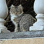 cat, gray_tabby, fluffy, balusters, perched, outdoor, curious, animal, feline, portrait, nature, quiet, regal, eyes, whiskers, sitting, stone, texture, daylight, background