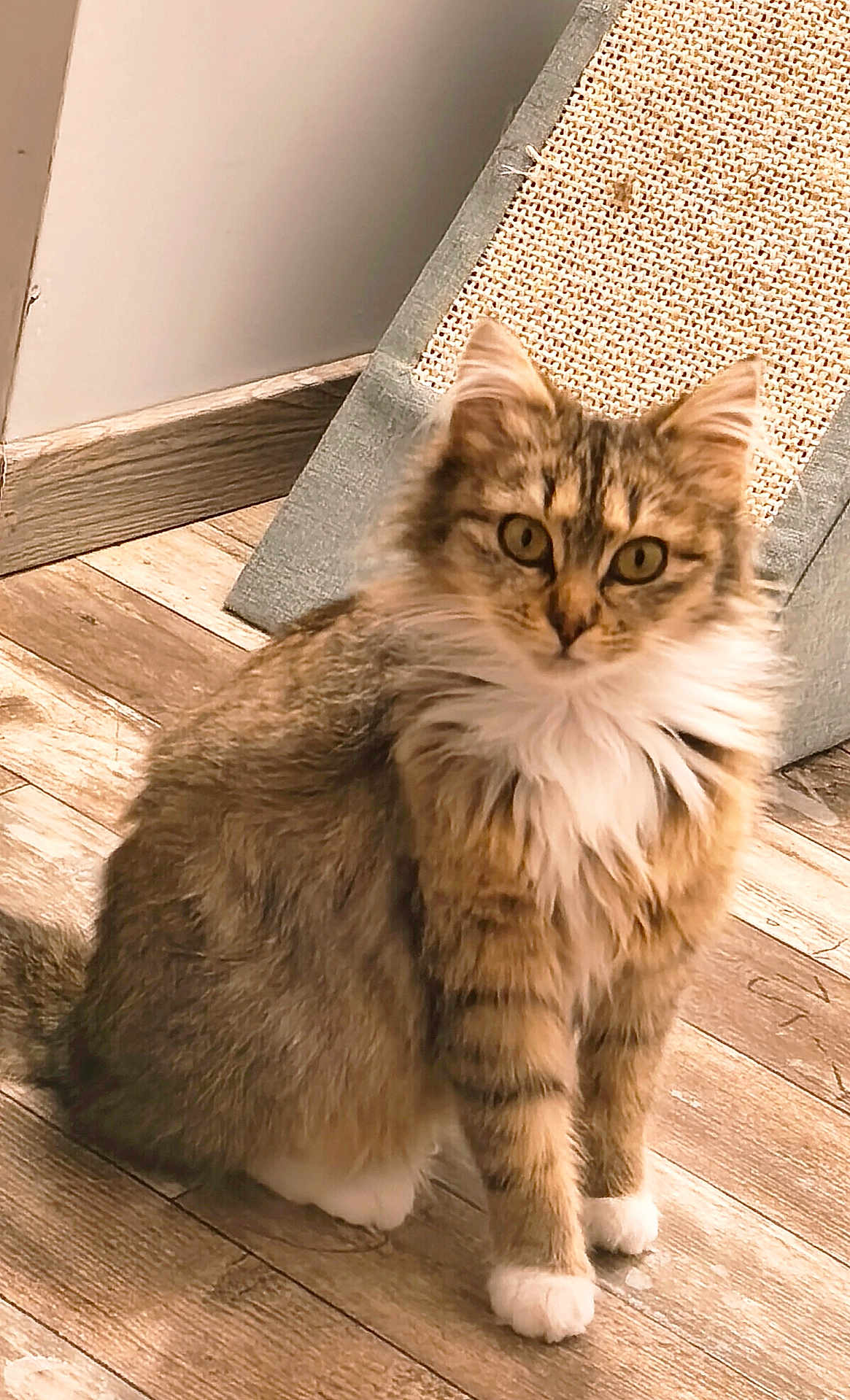Grisou participe au concours pour gagner de l'argent avec cette photo : cat, tabby, fluffy, white_paws, indoor, wooden_floor, scratching_post, pet, feline, curious, sitting, fur, whiskers, ears, animal, cute, domestic, companion, looking, young_cat