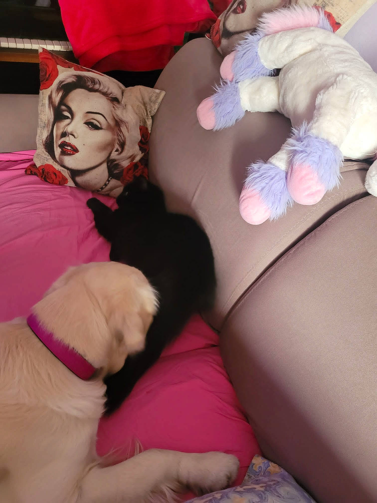 Saphyr a rejoint le concours — aidez-le/la à gagner de superbes lots ! canidae, carnivore, child, comfort, companion_dog, dog, dog_breed, dog_supply, fawn, fun, fur, human_leg, knee, lap, linens, magenta, pink, room, thigh, vertebrate