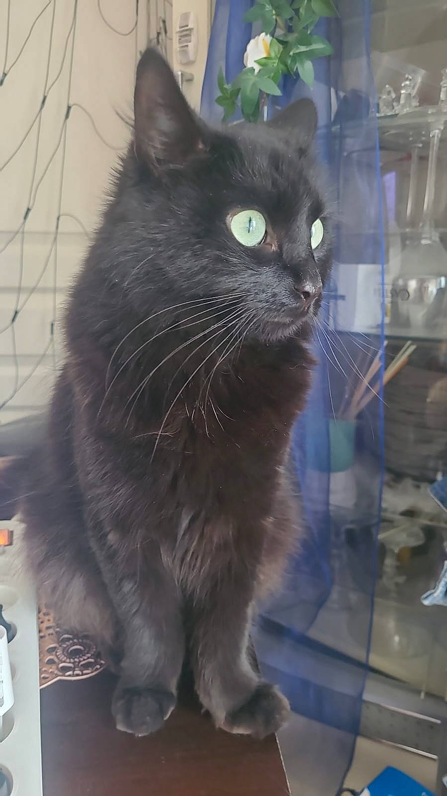 Saphyr participe au concours pour gagner de l'argent avec cette photo : black_cat, carnivore, cat, claw, domestic_short_haired_cat, electric_blue, eye, felidae, fur, grey, iris, paw, small_to_medium_sized_cats, snout, tail, terrestrial_animal, whiskers, window