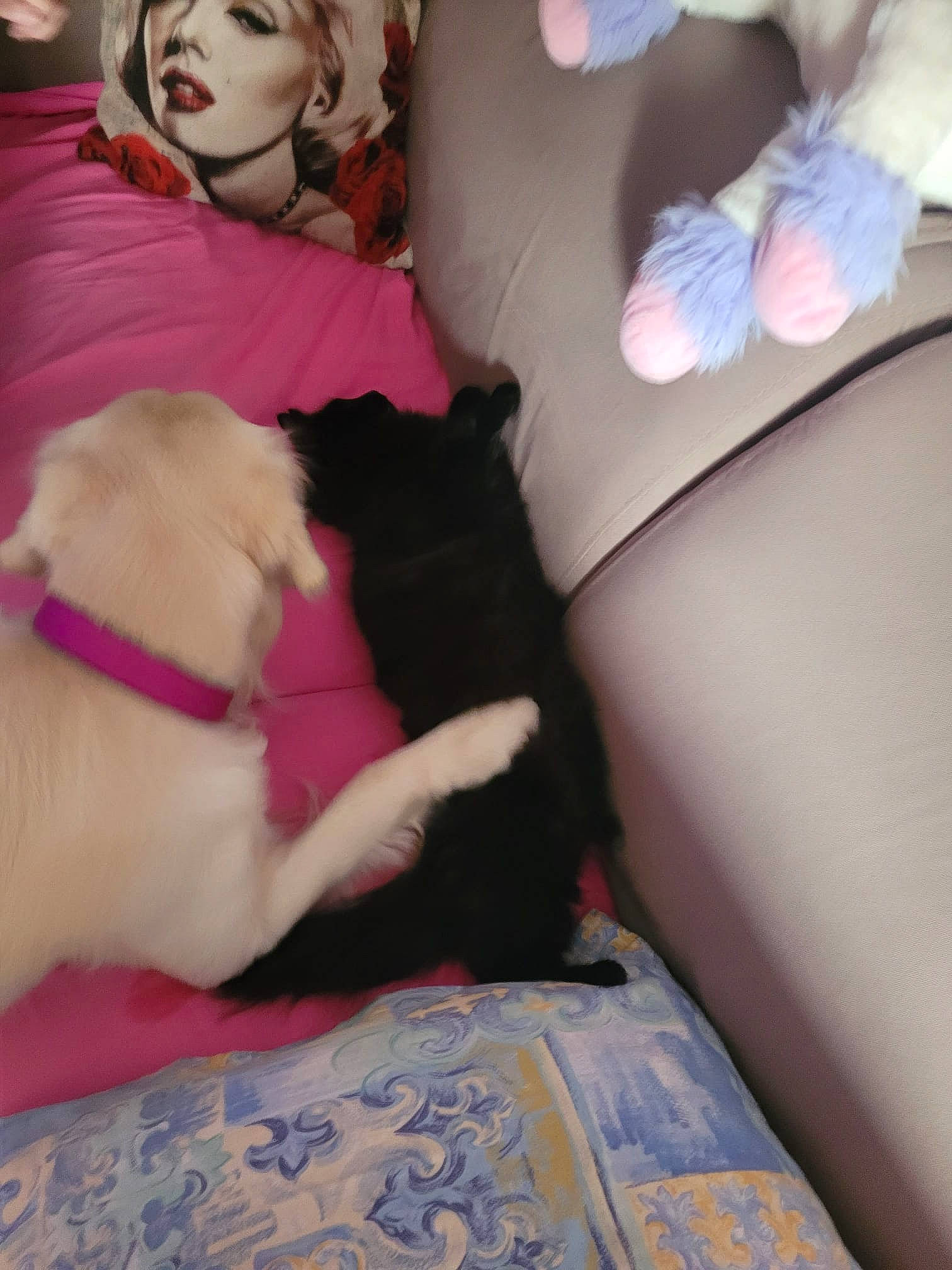 Saphyr a rejoint le concours — aidez-le/la à gagner de superbes lots ! canidae, carnivore, comfort, companion_dog, couch, dog, dog_breed, fawn, fun, fur, gesture, human_leg, lap, linens, magenta, nap, pink, room, sporting_group, thigh