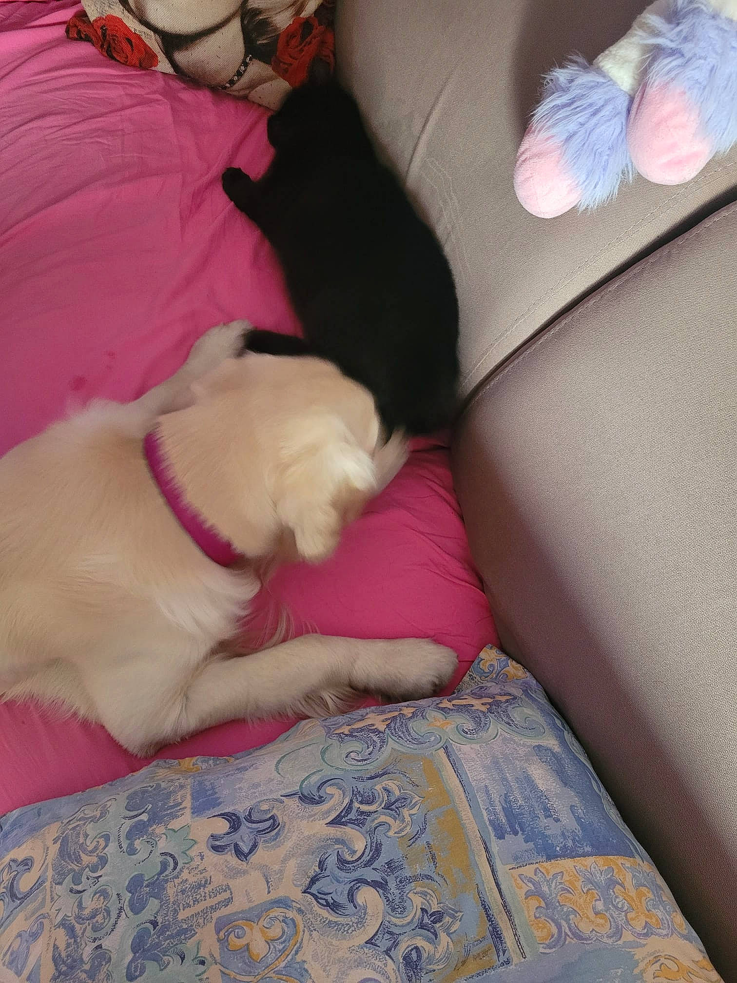 Saphyr a rejoint le concours — aidez-le/la à gagner de superbes lots ! carnivore, comfort, companion_dog, couch, dog, dog_breed, fawn, human_leg, lap, linens, magenta, mammal, pillow, pink, room, sporting_group, tail, thigh, toy_dog, working_animal