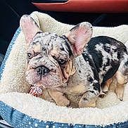 Odin is registered to the contest to win money with this photo: french_bulldog, puppy, dog, pet, bed, car_interior, cozy, fluffy, animal, cute, ears, fur, spot_pattern, resting, young, domestic_animal, canine, nose, whiskers, indoor