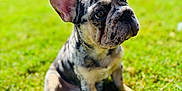 Odin is registered to the contest to win money with this photo: dog, puppy, french_bulldog, merle, grass, outdoor, sunlight, pet, animal, ears, face, cute, sitting, greenery, nature, young, domestic_animal, playful, summer, backyard