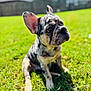 dog, puppy, french_bulldog, merle, grass, outdoor, sunlight, pet, animal, ears, face, cute, sitting, greenery, nature, young, domestic_animal, playful, summer, backyard