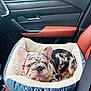 Odin joined the competition — help win amazing prizes! french_bulldog, puppy, dog_bed, car_interior, orange_leather_seat, seatbelt, window, door_panel, dog, pet, animal, cozy, resting, cute, young_dog, car_seat, fluffy, merle_coat, portrait, indoor