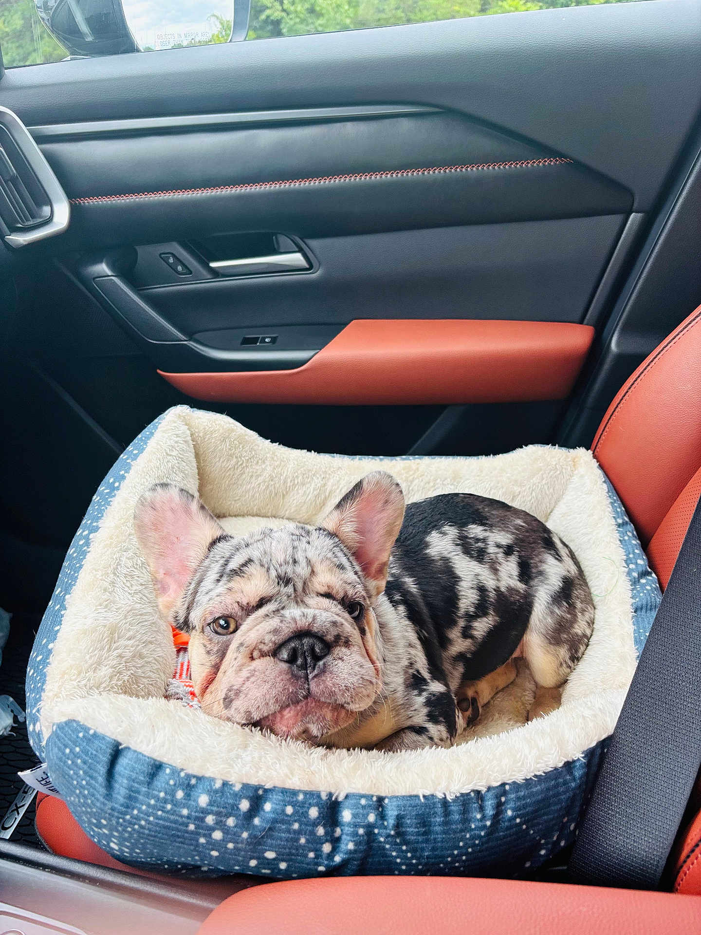 Odin joined the competition — help win amazing prizes! french_bulldog, puppy, dog_bed, car_interior, orange_leather_seat, seatbelt, window, door_panel, dog, pet, animal, cozy, resting, cute, young_dog, car_seat, fluffy, merle_coat, portrait, indoor