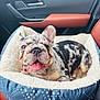 Odin joined the competition — help win amazing prizes! french_bulldog, puppy, dog_bed, car_interior, leather_seat, happy, tongue_out, pet, canine, smiling, merle_coat, ear_up, cozy, animal, domestic_animal, cute, indoor, resting, pet_accessory, car