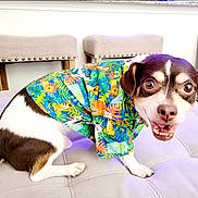 Charlie joined the competition — help win amazing prizes! dog, small_dog, tropical_shirt, colorful_clothing, pet, indoor, cushioned_surface, furniture, chair, cute, smiling, happy, brown_and_white, short_hair, pet_fashion, tongue_out, animal, companion, domestic_animal, playful