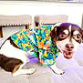 dog, small_dog, tropical_shirt, colorful_clothing, pet, indoor, cushioned_surface, furniture, chair, cute, smiling, happy, brown_and_white, short_hair, pet_fashion, tongue_out, animal, companion, domestic_animal, playful