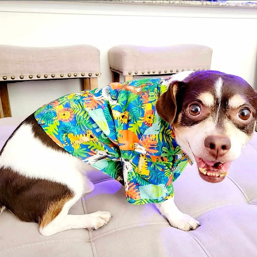 Charlie joined the competition — help win amazing prizes! animal, brown_and_white, chair, colorful_clothing, companion, cushioned_surface, cute, dog, domestic_animal, furniture, happy, indoor, pet, pet_fashion, playful, short_hair, small_dog, smiling, tongue_out, tropical_shirt