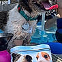 dog, wet_dog, tongue_out, pool, collar, dog_tags, container, dog_image, outdoor, sunny, happy_dog, pet, water, blue, person_in_background, metal_bowl, pink_bottle, fence, summer, playful