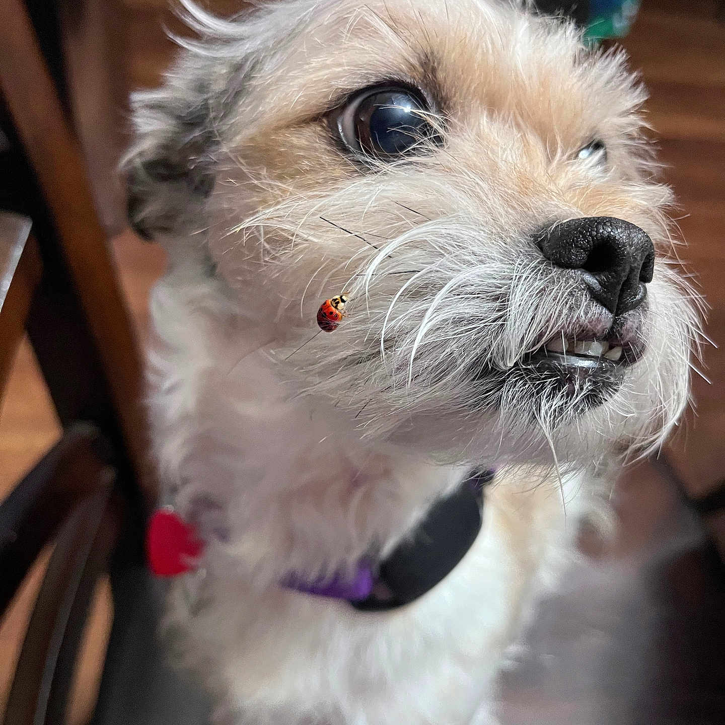 Lady joined the competition — help win amazing prizes! animal, brown_eyes, close_up, collar, curious, cute, dog, domestic_animal, focus, fur, indoor, ladybug, macro, nature, pet, portrait, scruffy, small_insect, snout, whiskers