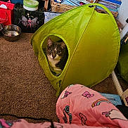 Mittens joined the competition — help win amazing prizes! cat, tent, carpet, blanket, indoor, pet, gray_cat, white_cat, cozy, colorful, patterned_blanket, basket, books, mirror, water_bowl, red_bag, toy, resting, curious, home