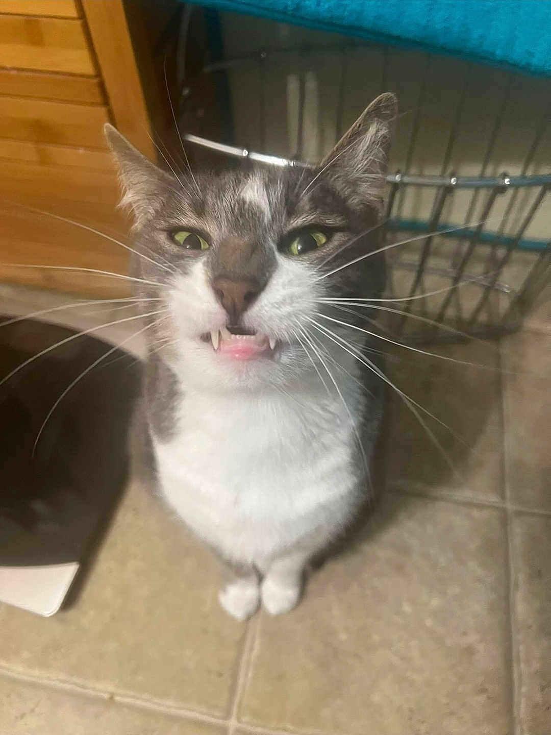 Mittens