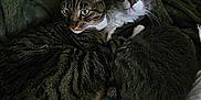 Mittens is registered to the contest to win money with this photo: cat, tabby_cat, gray_cat, green_eyes, bed, blanket, comforter, indoor, pet, feline, snuggling, cozy, resting, domestic_animal, cute, two_animals, fur, whiskers, ears, sleepy